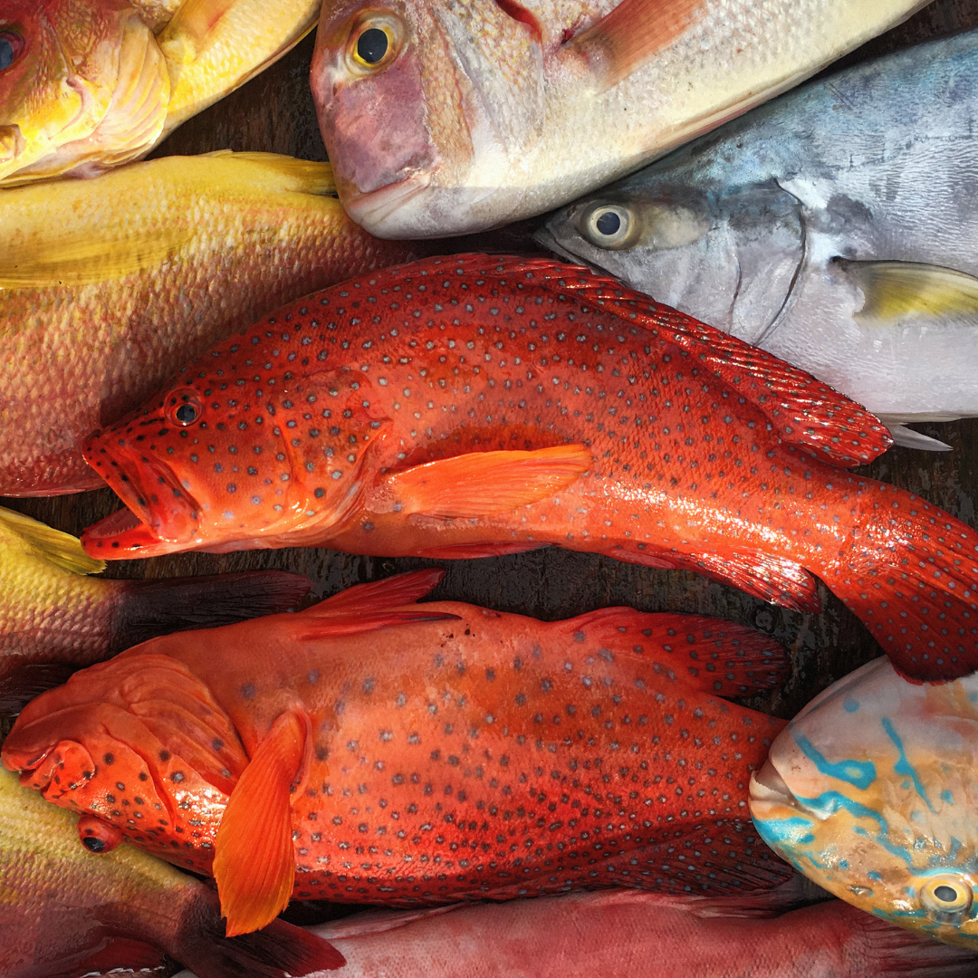 Sabah Wild Caught Grouper