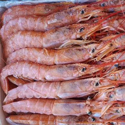 Wild Caught Argentina Red Shrimp (Size : L1)21cm-26cm