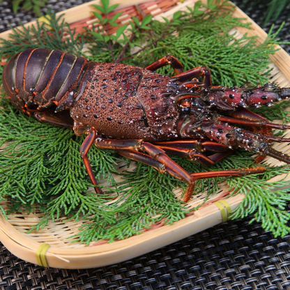 A single Japanese spiny lobster elegantly displayed in a traditional bamboo basket with evergreen leaves, emphasizing its premium and natural appeal.