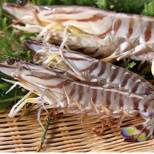 Close-up of Kuruma Ebi prawns with distinct striped shells, presented on a bamboo mat, showing their freshness and quality.