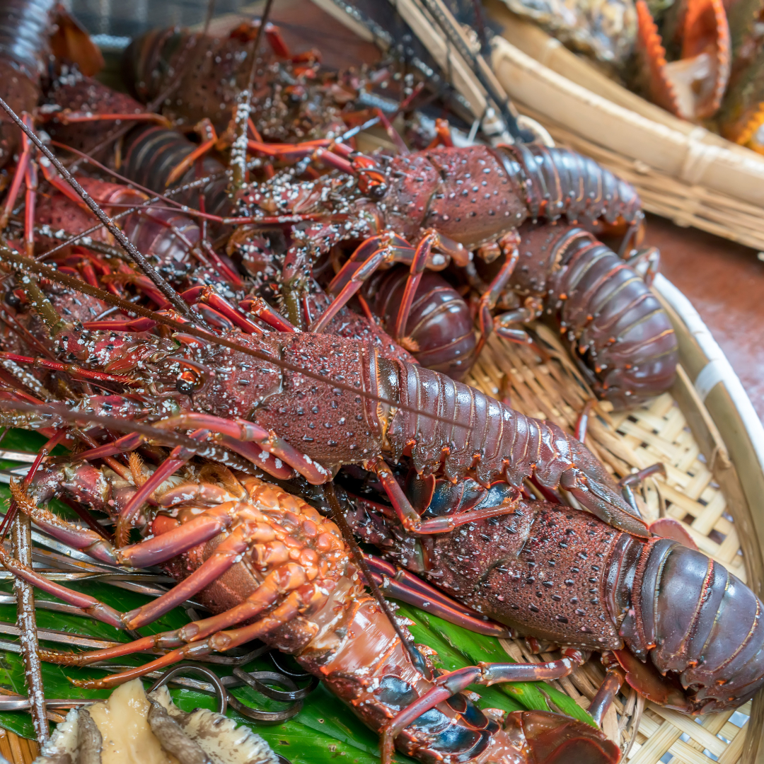 A collection of air-flown Japanese spiny lobsters, neatly arranged in a basket with natural lighting, highlighting their pristine quality and detailed textures.