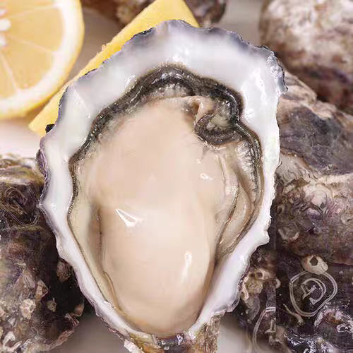 Premium French Fresh Air-Flown Gillardeau Oysters