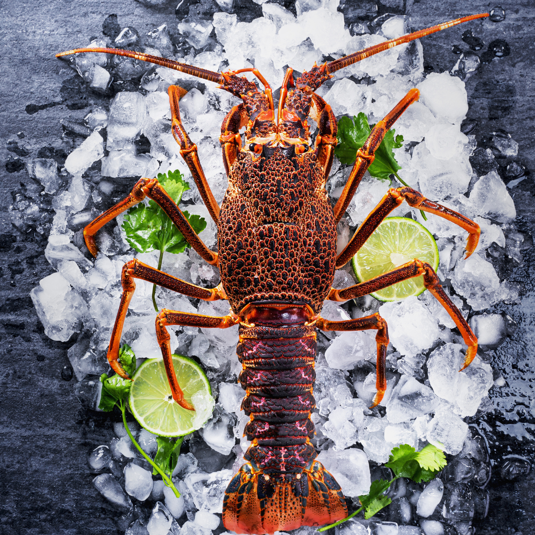A premium Japanese Iseebi lobster displayed on crushed ice, garnished with fresh lime slices and parsley, showcasing its vibrant shell and freshness.