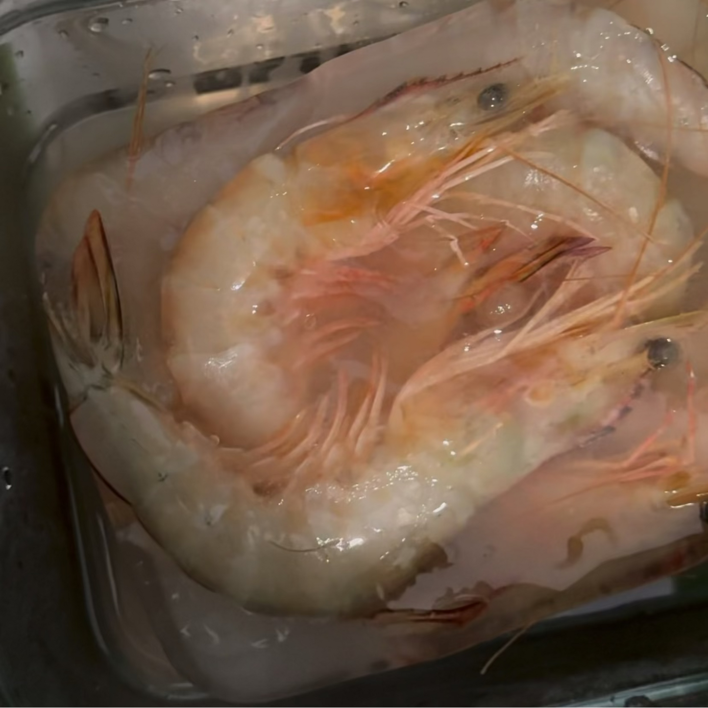 Fresh Sabah wild caught Ming prawns thawing in a glass container of cold water in the sink, prepared for cooking.