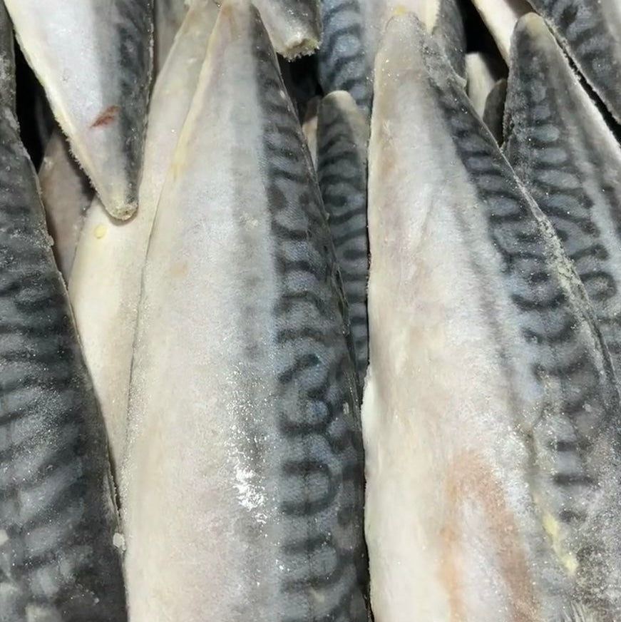 Close-up of raw norwegian saba fish  fillets with a patterned texture.