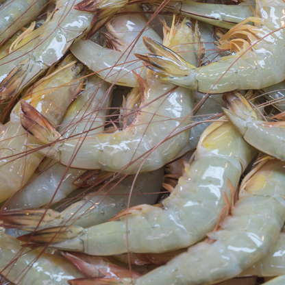 a pile of fresh malaysia sabah wild caught white prawn ming prawn沙巴野生深海大明虾