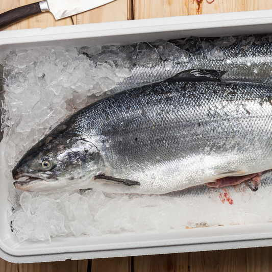 Whole fresh salmon trout fish placed on crushed ice in a foam box, ready for filleting or sashimi preparation